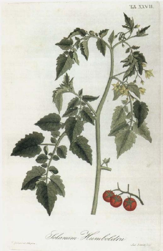 Alexander von Humboldt Lycopersicum esculentum Sweden oil painting art